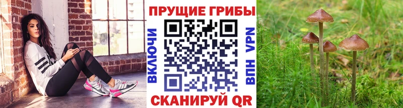 Псилоцибиновые грибы Psilocybe Бирюсинск